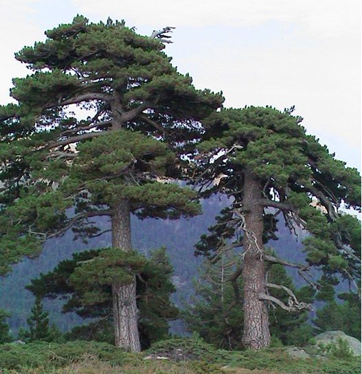Pinus nigra maritima – Corsican Pine 01.jpeg