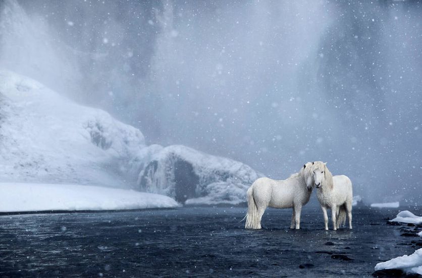 Webp.net-resizeimage Icelandic horses.jpg