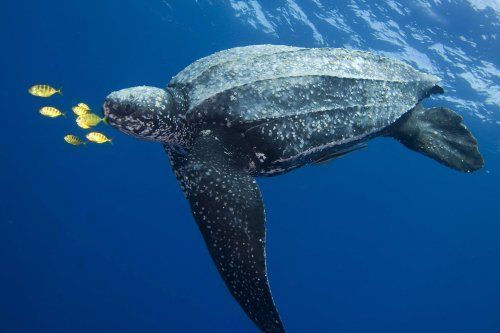 leatherback turtles.jpg