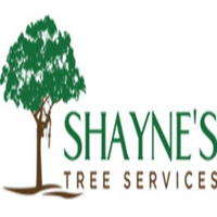 shaynestree