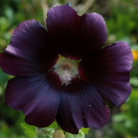 blackpetals12 blackpetals12
