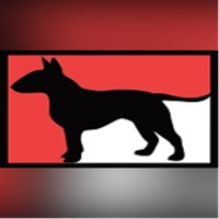 bossbullterriers bossbullterriers