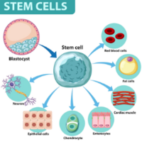 stem-cell-india