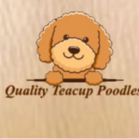 Quality Teacup Poodles