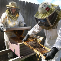 beesremoval