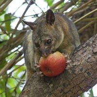 possumremoval